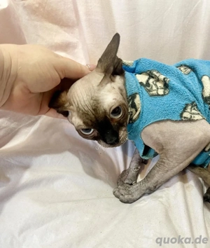 Canadian Sphynx Kater Bild 3