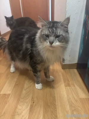 Main Coon Weibliche und Männliche