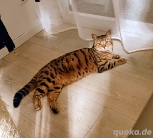 Wunderschöner Bengal-Mix Kater (1 Jahr) sucht ein neues Zuhause 