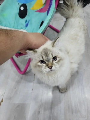 Ragdoll- & Neva-Masquerade-Katze, ca. 1 Jahr alt   nur zusammen abzugeben