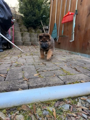 Deutsche Schäferhund Welpen 