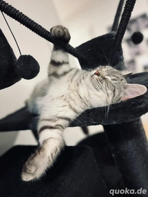 Liebevoller bkh kater