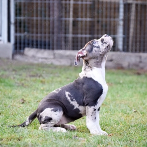 American Bullys xl Hündinnen