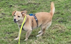 Schüchterne Sintra sucht Ruhepol