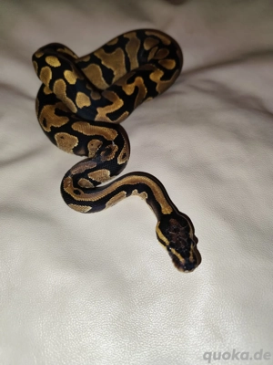 Königspython Classic NZ25
