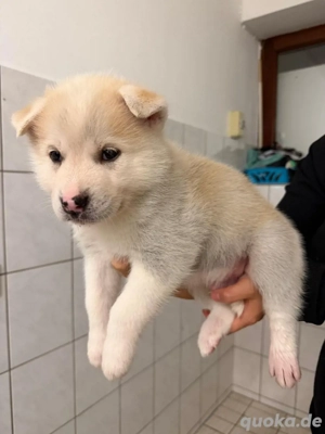 Husky Akita Mix Welpen  