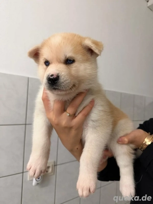 Husky Akita Mix Welpen