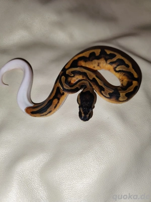 Königspython Piebald 