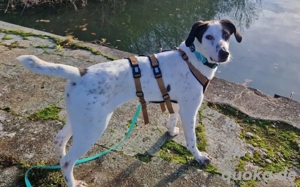 Mit Ozzy zieht gute Laune bei dir ein