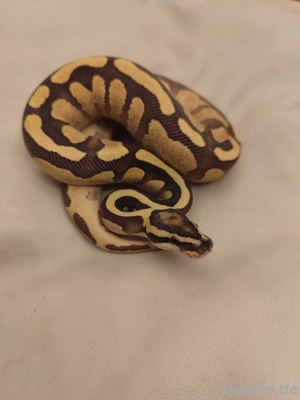 Königspython NZ2025