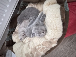 Reinrassige Britisch Kurzhaar-Kätzchen