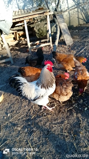 Hahn sucht neues Revier