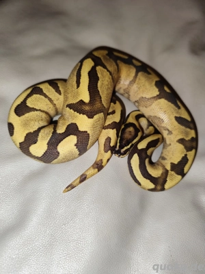 Königspython NZ2025