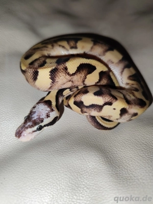 Königspython NZ 2025