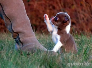 Zauberhafte typvolle Chihuahua Hündin Welpe KH Schoko-Tan Kinderlieb mit Startpaket!