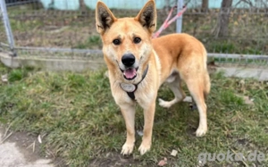 Imposanter Foxy mit sanftem Charakter