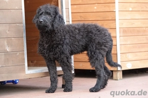 Labradoodle wurf 