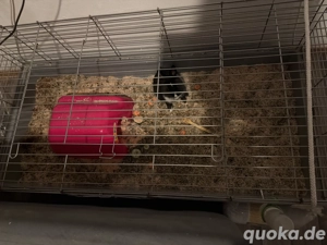 Hase mit Zubehör zu verkaufen 