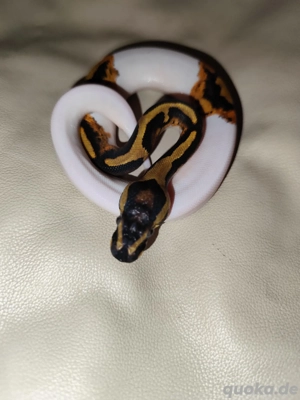 Königspython Piebald NZ2025