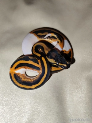 Königspython Piebald NZ 2025