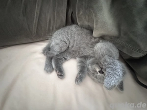 Wundervolle reinrassige Kätzchen jetzt reservieren :)