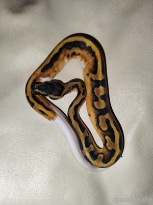 Königspython Piebald NZ 2025