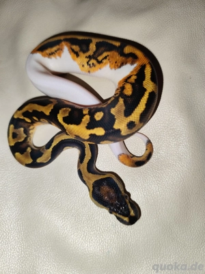 Königspython Piebald NZ 2025