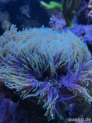 Euphyllia Glasbrescens Hellfire