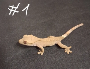 Kronengecko Nachwuchs 