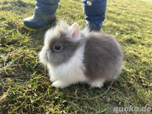 Sehr kleines Mini MM Löwenköpfchen Kaninchen Männchen
