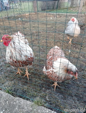 Zwergwyandotten Ehepaar unzertrennlich 