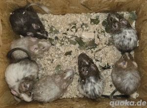 Degus suchen ein Zuhause