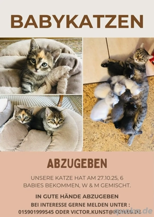 Kitten abzugeben