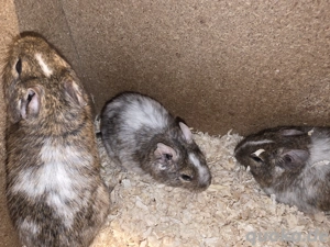 Degus suchen ein Zuhause Bild 2