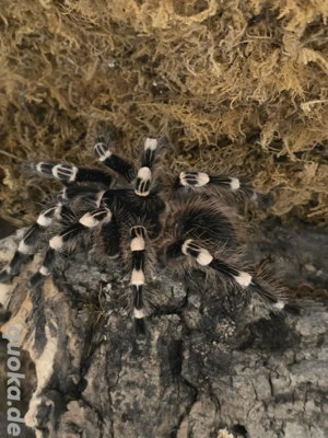 A.Geniculata 0.1 mit Exo Terra Würfel 