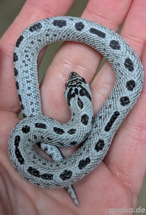1.0 Superarctic Axanthic Conda 66%ph Albino - Heterodon nasicus, Hakennasennatter 