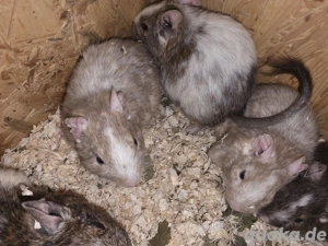 Degus suchen ein Zuhause Bild 3