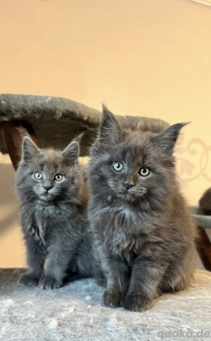 Maine Coon Kitten mit tollen Pinseln 