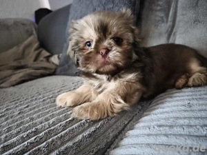 Zauberhafter kleiner Shih Tzu, in der seltenen Farbe Liver,  sucht seine Familie 