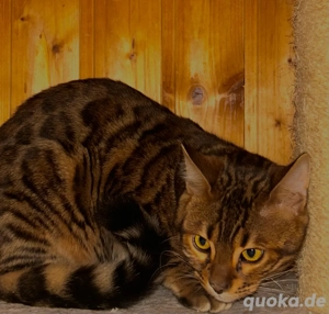 Bengal Katzen 