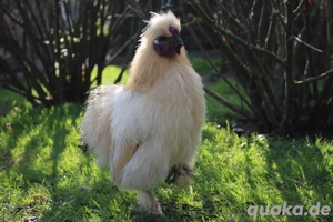 Bruteier unserer wunderschönen Zwergseidenhühner  Bild 8