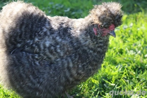 Bruteier unserer wunderschönen Zwergseidenhühner  Bild 4