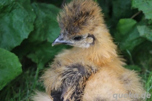 Bruteier unserer wunderschönen Zwergseidenhühner  Bild 5