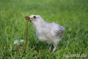 Bruteier unserer wunderschönen Zwergseidenhühner  Bild 10
