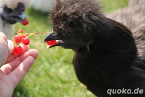 Bruteier unserer wunderschönen Zwergseidenhühner  Bild 9
