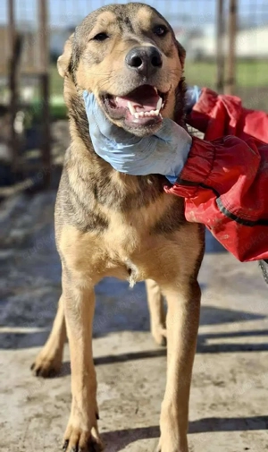 Verspielter, freundlicher Junghund Vito