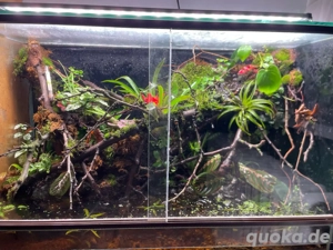 Suche Vampirkrabben Geosesarma