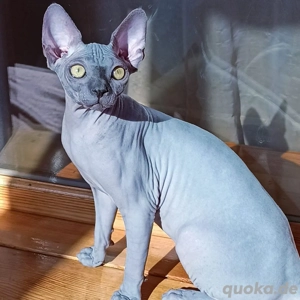 Männliche Sphynx Kätzchen