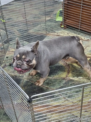 Brendon sucht sein Zuhauase Bild 5