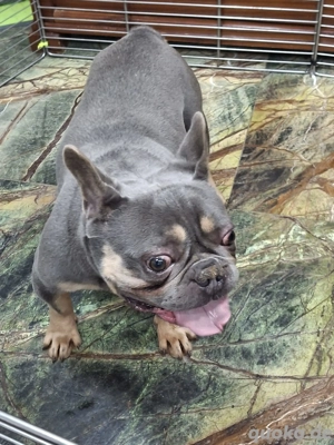 Brendon sucht sein Zuhauase Bild 4